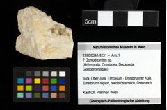 Foto (Objekt + Etiketten) von ? Goniodromites sp. 